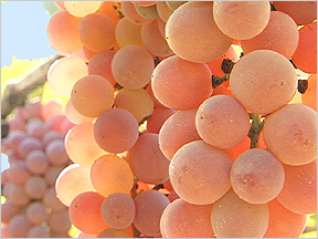 Photo of Koshu grapes courtesy of Katsunuma Winery, via accidentalepicurean .com